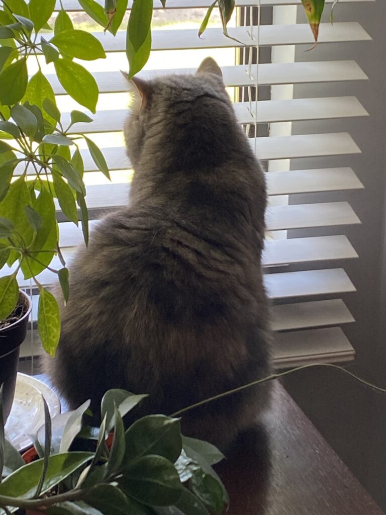 A relaxed cat looking out a window on a warm sunny morning